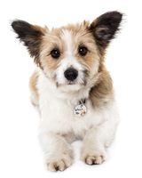 Firhouse Veterinary Clinic