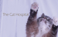 The Cat Hospital 