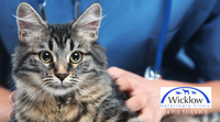 Wicklow Veterinary Clinic